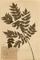 藏品(臺灣欒樹(苦苓舅))的圖片